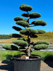 2755 - Jalovec prostřední - Juniperus media 'Hetzii'