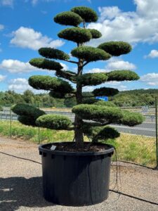 2755 - Jalovec prostřední - Juniperus media 'Hetzii'