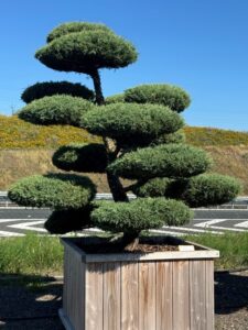 2758 - Jalovec prostřední - Juniperus media 'Hetzii'