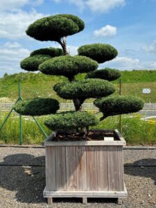 2758 - Jalovec prostřední - Juniperus media 'Hetzii'