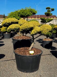 2759 - Cesmína vroubkovaná - Ilex crenata 'Golden Gem'