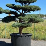 2761 - Borovice lesní - Pinus sylvestris 'Watereri'
