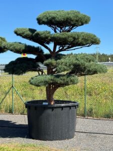 2761 - Borovice lesní - Pinus sylvestris 'Watereri'