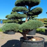 2763 - Borovice lesní - Pinus sylvestris 'Watereri'