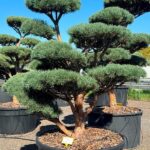 2764 - Borovice lesní - Pinus sylvestris 'Watereri'
