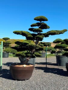 2765 - Tis japonský - Taxus cuspidata 'Nana'