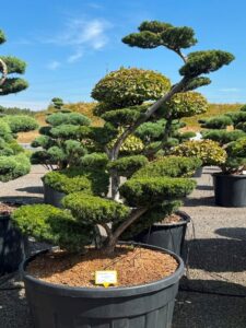 2766 - Tis japonský - Taxus cuspidata 'Farmen'
