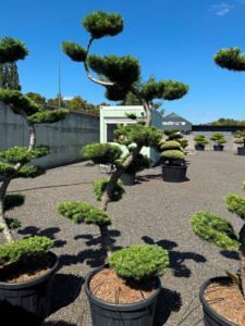 2767 - Modřín japonský - Larix kaempferi