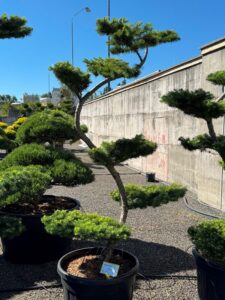 2768 - Modřín japonský - Larix kaempferi