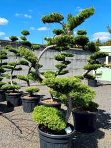 2769 - Modřín japonský - Larix kaempferi