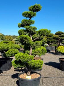 2770 - Jalovec čínský - Juniperus chinensis 'Kaizuka'