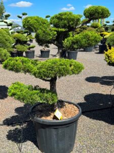 2771 - Jalovec čínský - Juniperus chinensis 'Kaizuka'