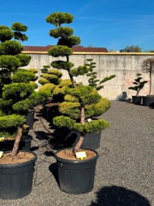 2772 - Jalovec čínský - Juniperus chinensis 'Kaizuka'