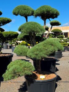 2775 - Borovice lesní - Pinus sylvestris