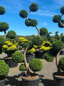 2776 - Zerav západní - Thuja occidentalis 'Brabant'