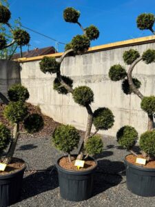2776 - Zerav západní - Thuja occidentalis 'Brabant'