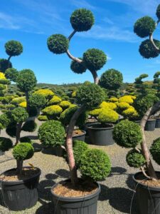 2777 - Zerav západní - Thuja occidentalis 'Brabant'