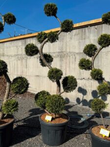 2777 - Zerav západní - Thuja occidentalis 'Brabant'