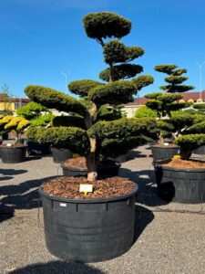 2778 - Tis červený - Taxus baccata 'Aurea'