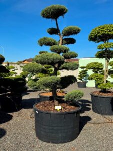 2779 - Jalovec prostřední - Juniperus media 'Hetzii'