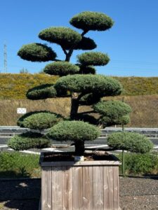 2781 - Jalovec prostřední - Juniperus media 'Hetzii'