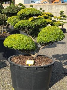 2782 - Cesmína vroubkovaná - Ilex crenata 'Golden Gem'