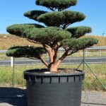 2784 - Borovice lesní - Pinus sylvestris 'Watereri'