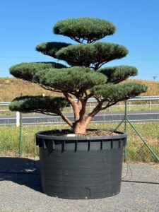 2784 - Borovice lesní - Pinus sylvestris 'Watereri'