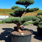 2785 - Borovice lesní - Pinus sylvestris 'Watereri'