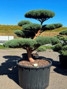 2785 - Borovice lesní - Pinus sylvestris 'Watereri'
