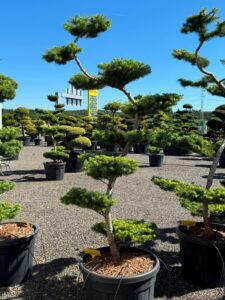 2791 - Modřín japonský - Larix kaempferi