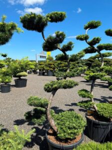 2792 - Modřín japonský - Larix kaempferi