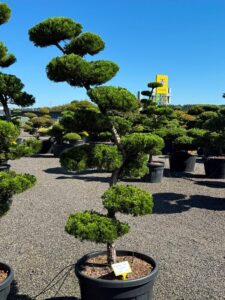 2795 - Jalovec čínský - Juniperus chinensis 'Kaizuka'