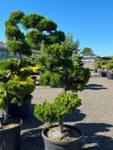 2795 - Jalovec čínský - Juniperus chinensis 'Kaizuka'