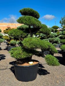 2797 - Borovice černá pravá - Pinus nigra nigra