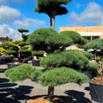2798 - Borovice lesní - Pinus sylvestris