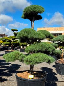 2798 - Borovice lesní - Pinus sylvestris