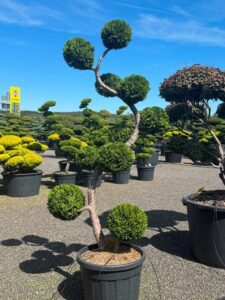 2799 - Zerav západní - Thuja occidentalis 'Brabant'
