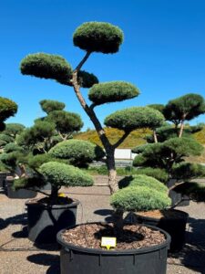 2801 - Jalovec prostřední - Juniperus media 'Hetzii'