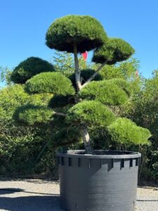 2802 - Borovice černá pravá - Pinus nigra nigra