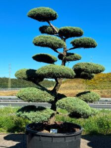 2803 - Jalovec prostřední - Juniperus media 'Hetzii'