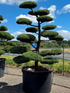 2803 - Jalovec prostřední - Juniperus media 'Hetzii'