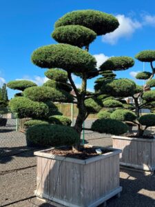 2804 - Jalovec prostřední - Juniperus media 'Hetzii'