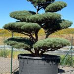 2807 - Borovice lesní - Pinus sylvestris 'Watereri'
