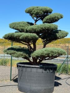 2807 - Borovice lesní - Pinus sylvestris 'Watereri'