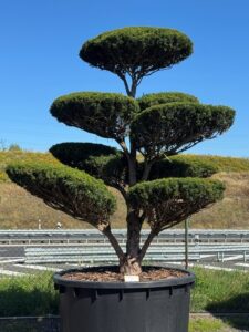 2808 - Tis prostřední - Taxus media 'Hicksii'