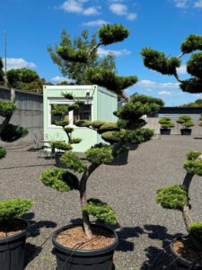 2813 - Modřín japonský - Larix kaempferi