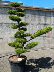 2816 - Jalovec čínský - Juniperus chinensis 'Kaizuka'