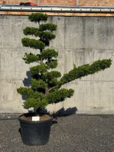 2816 - Jalovec čínský - Juniperus chinensis 'Kaizuka'
