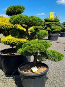 2817 - Jalovec čínský - Juniperus chinensis 'Kaizuka'
